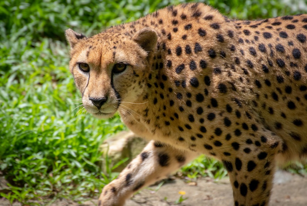 cheetah-4329097_1280